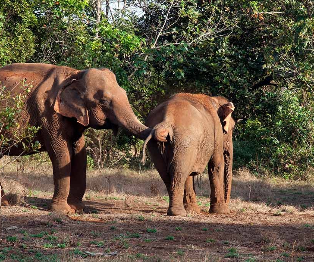 Que Faire à Mondulkiri