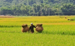 Mai Chau 