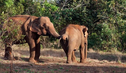 Que Faire à Mondulkiri