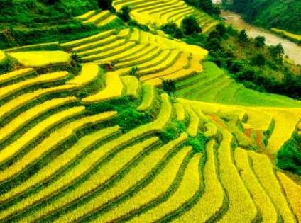 Mu Cang Chai 