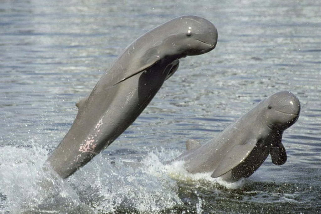 Kratie- freshwater dolphins