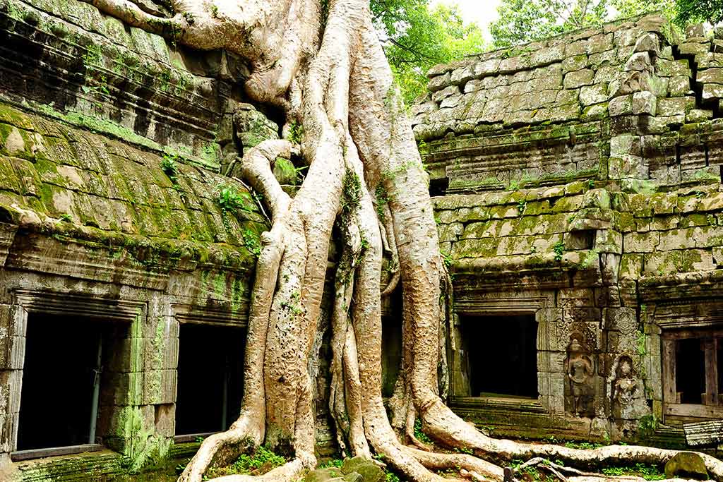 Siem Reap - Ta Prohm