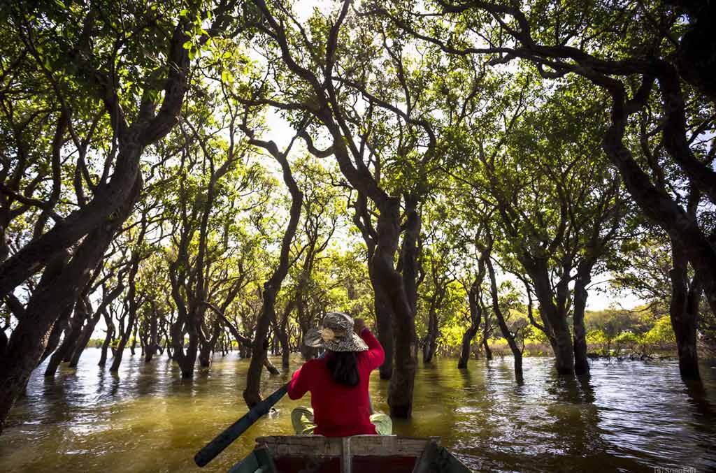 Flooded Forests