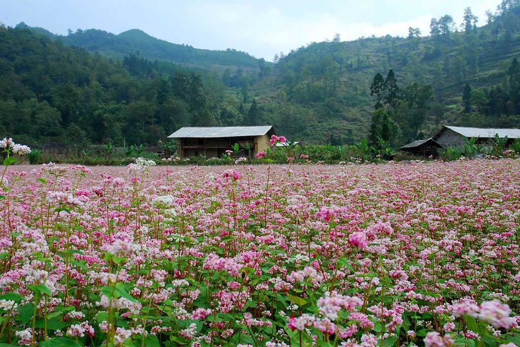 The buckwheat flower festival (in Vietnamese “Tam giac mach”) in October