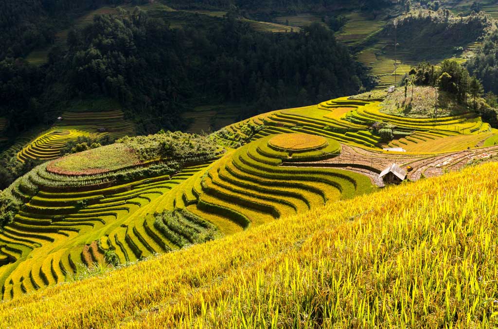 Terraced fields in Hoang Su Phi-Ha Giang