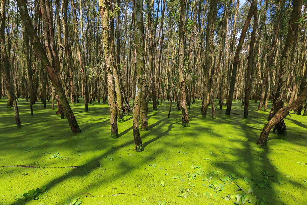 Cajeput forest in An Giang