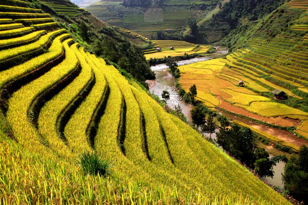 Découverte des rizières en terrasse à Sapa